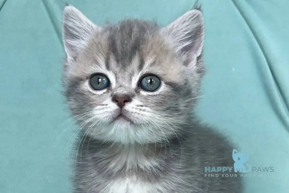 Deizi Scottish Straight female blue ticked tabby live animals