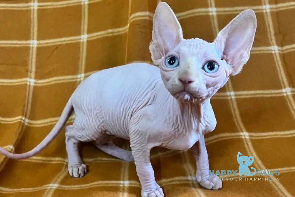 Dekster Canadian Sphynx male red pointed live animals