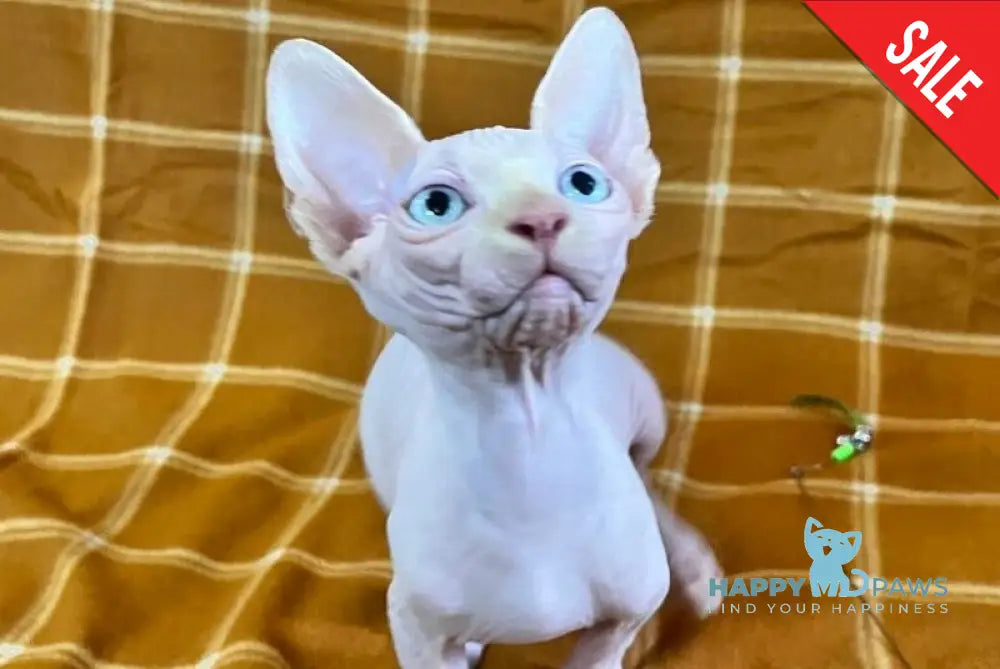 Dekster Canadian Sphynx male red pointed live animals