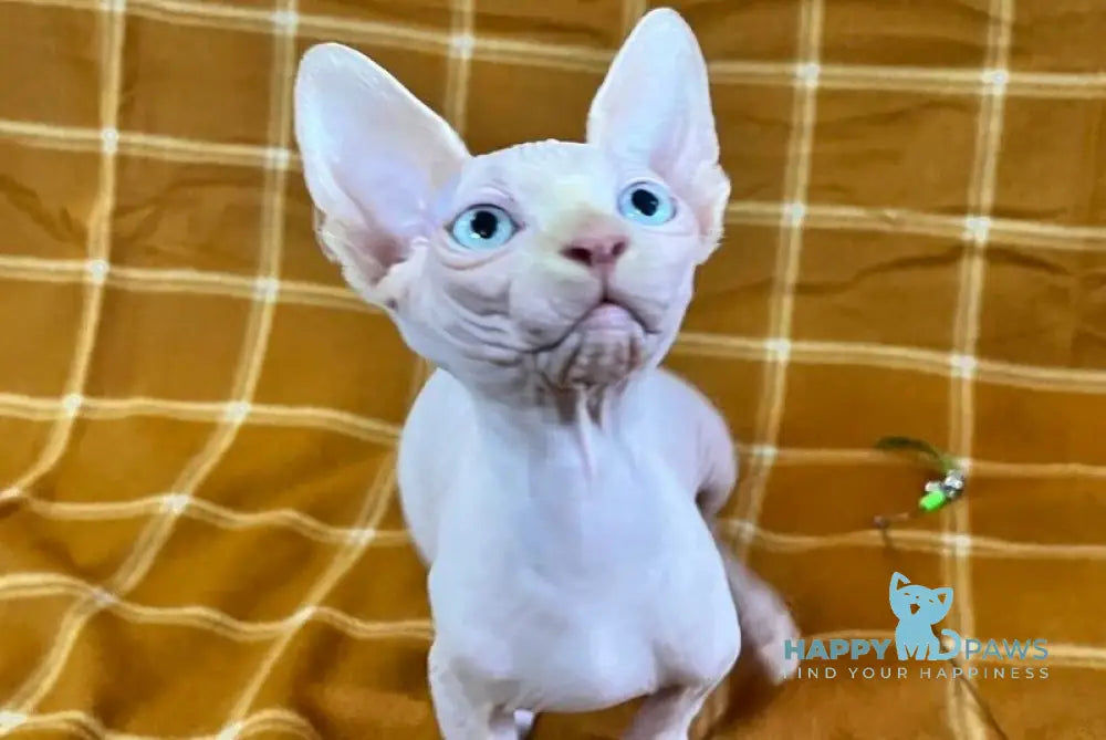 Dekster Canadian Sphynx male red pointed live animals