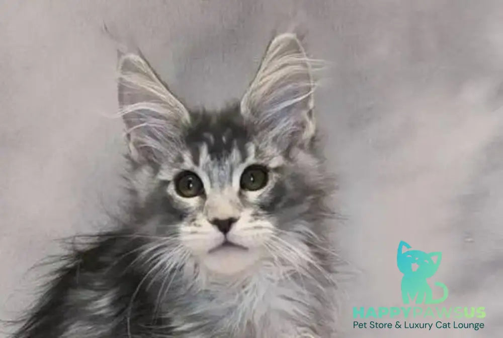 Delaila Maine Coon female black silver tabby live animals