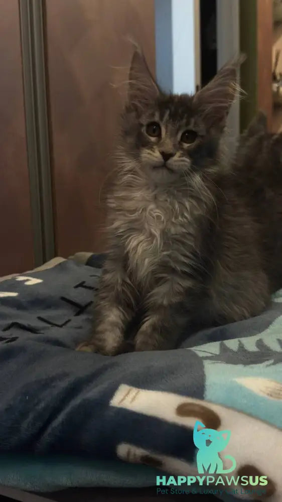 Delaila Maine Coon female black silver tabby live animals