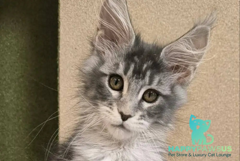 Delaila Maine Coon female black silver tabby live animals