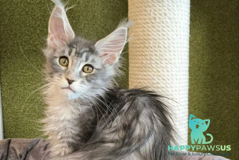 Delaila Maine Coon female black silver tabby live animals