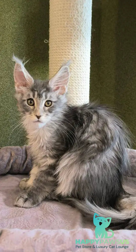 Delaila Maine Coon female black silver tabby live animals