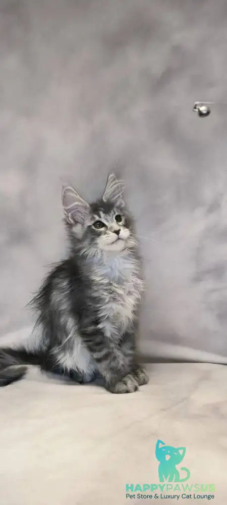 Delaila Maine Coon female black silver tabby live animals