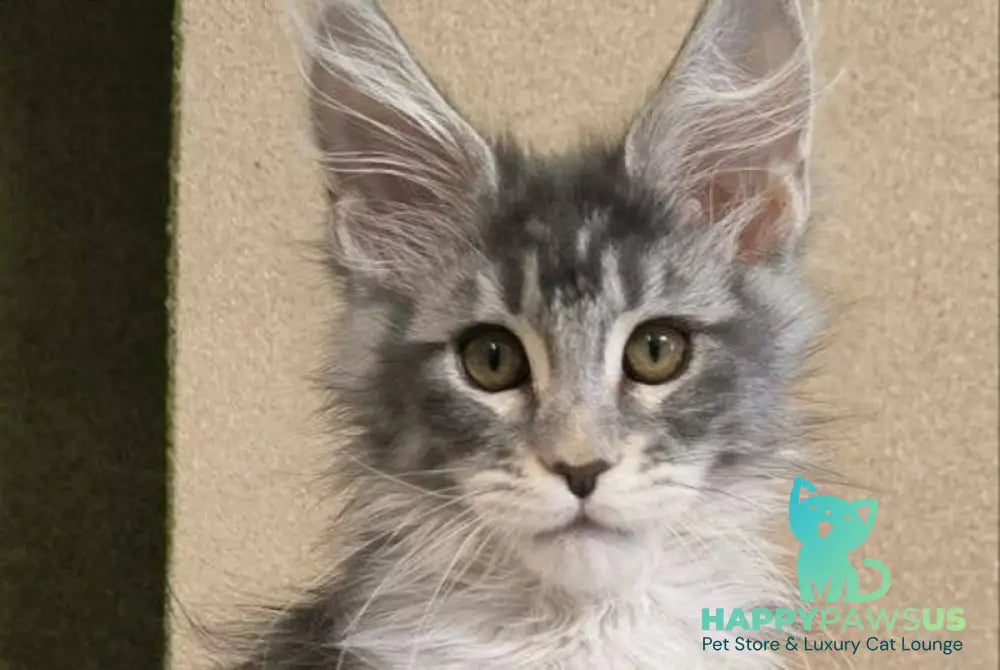 Delaila Maine Coon female black silver tabby live animals