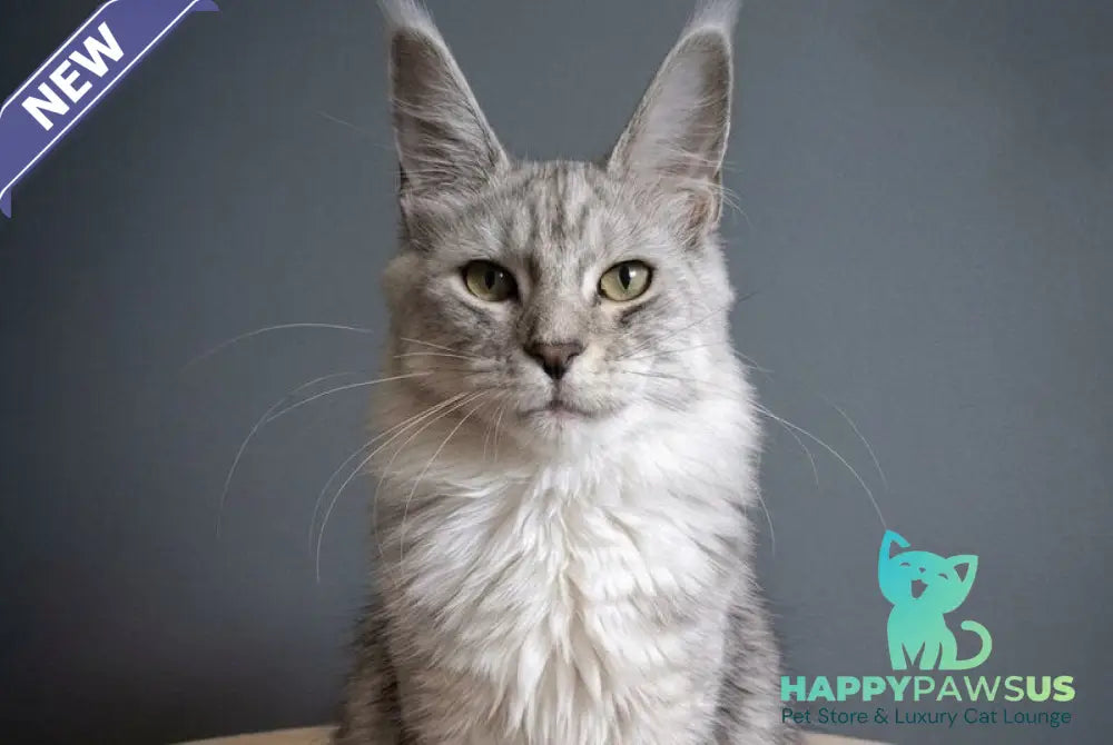 Delfi Maine Coon female black silver tabby - live animals