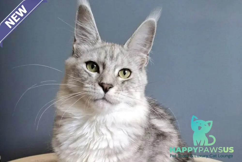 Delfi Maine Coon female black silver tabby - live animals