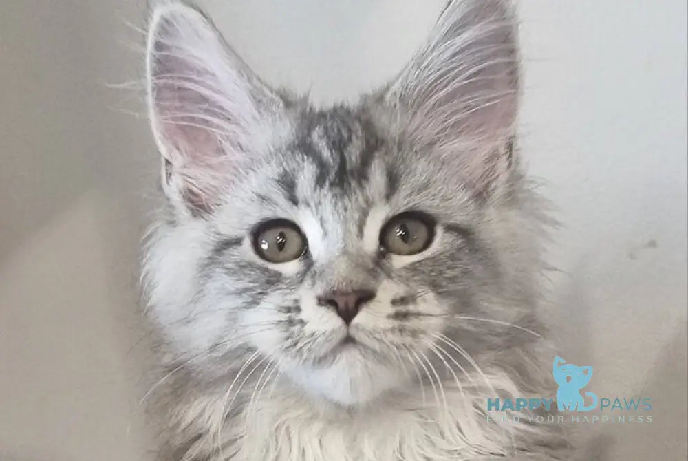 Delina Maine Coon female black silver tabby - live animals