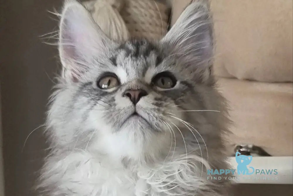 Delina Maine Coon female black silver tabby - live animals