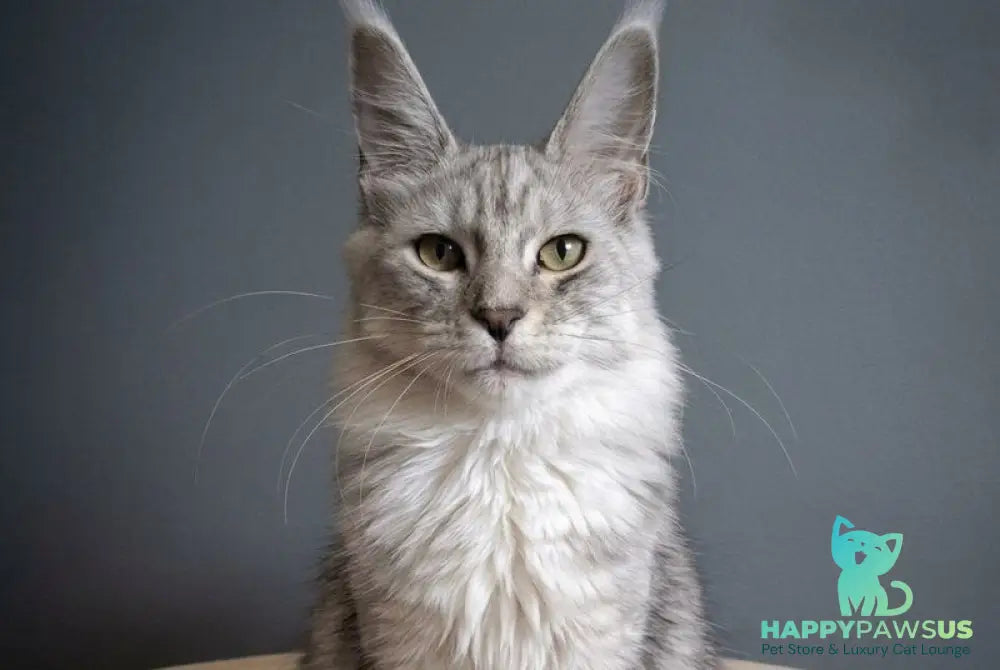 Delfi Maine Coon female black silver tabby - live animals