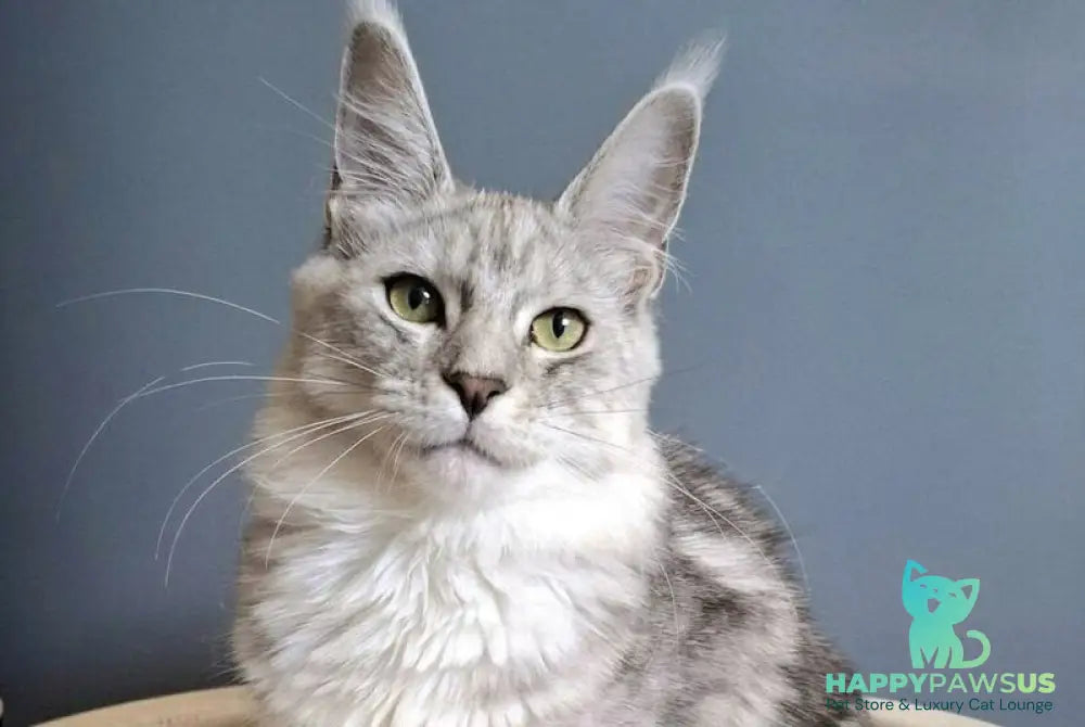 Delfi Maine Coon female black silver tabby - live animals