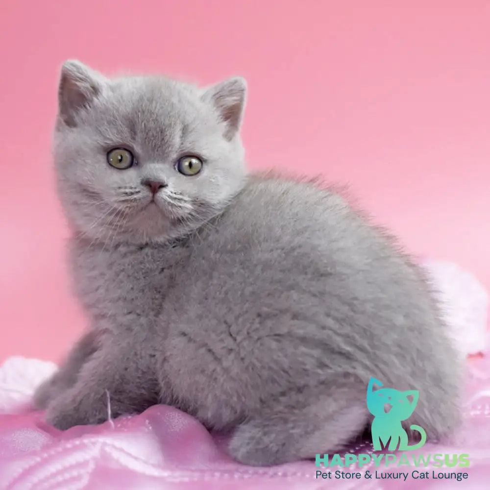 Delta British Shorthair female lilac - live animals