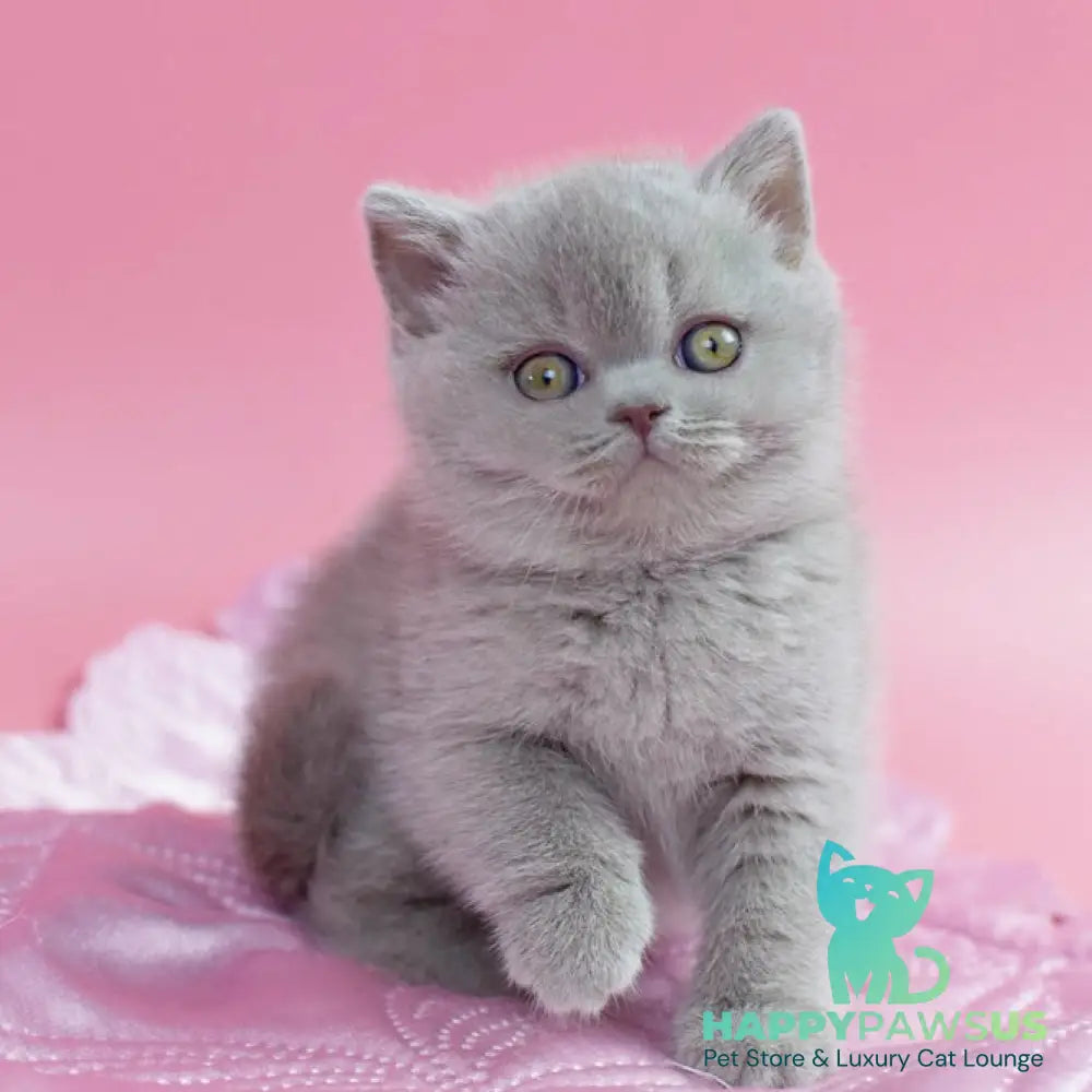 Delta British Shorthair female lilac - live animals