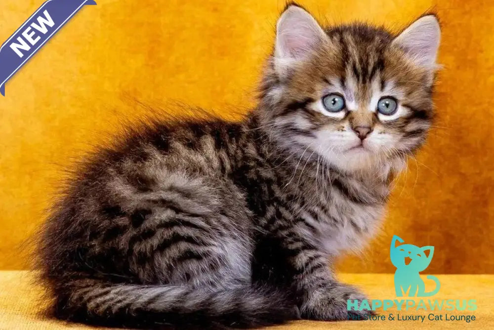Dementiy Siberian male black spotted tabby - live animals