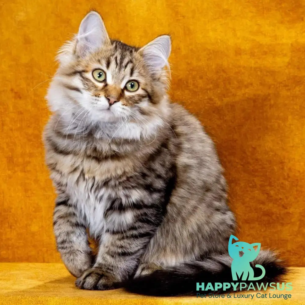 Dementiy Siberian male black spotted tabby - live animals