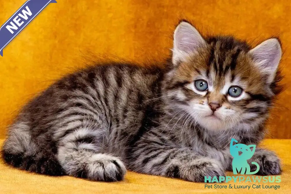 Dementiy Siberian male black spotted tabby - live animals