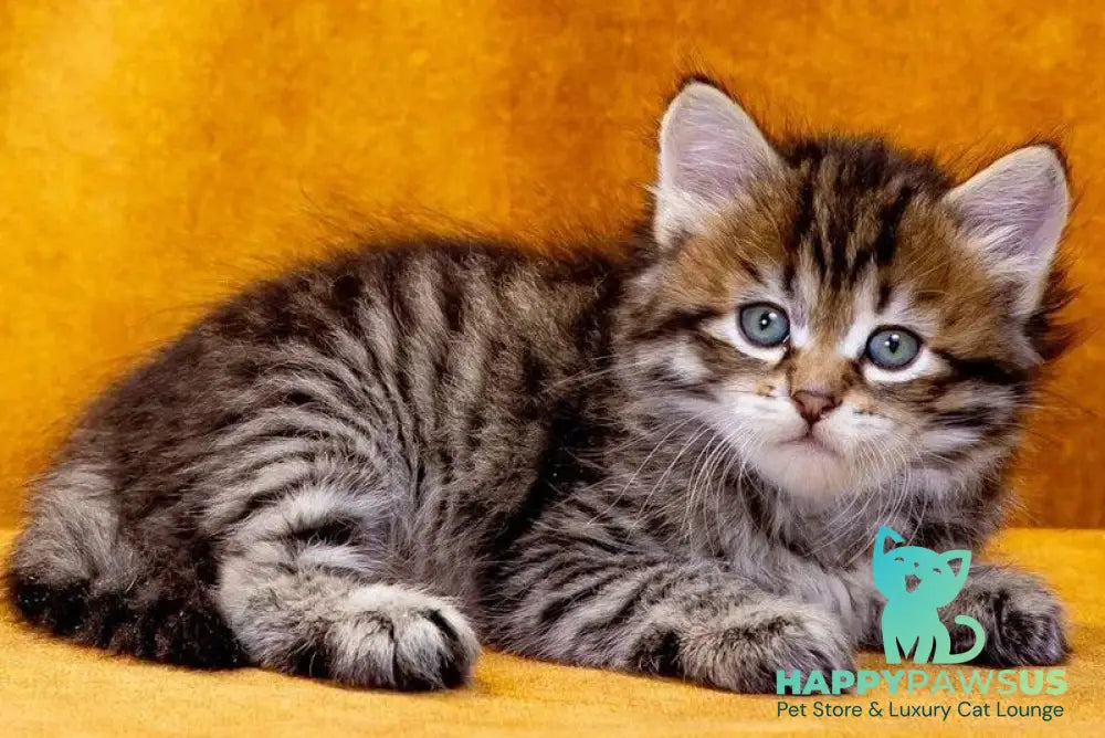 Dementiy Siberian male black spotted tabby - live animals