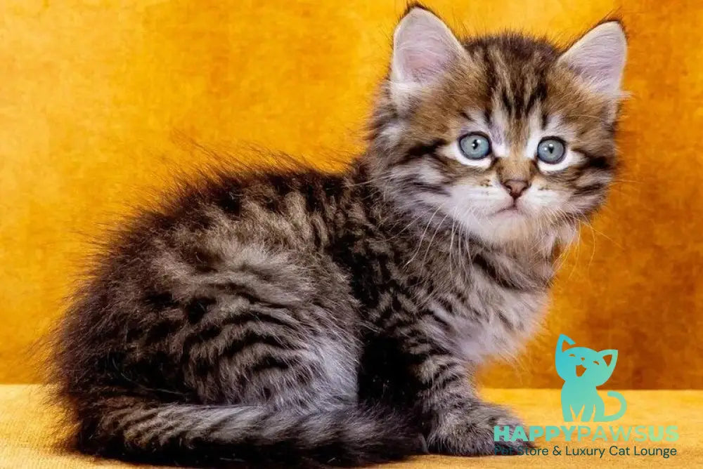 Dementiy Siberian male black spotted tabby - live animals