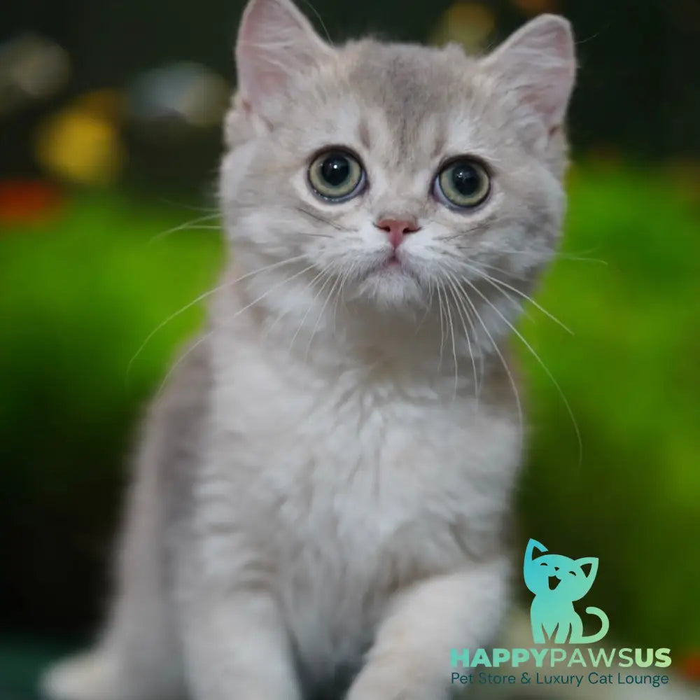 Demi British Shorthair female blue golden shaded - live animals