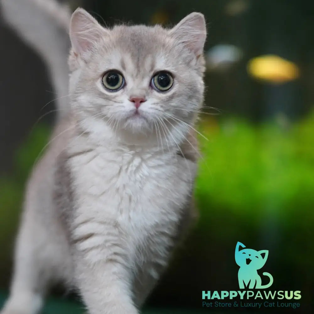 Demi British Shorthair female blue golden shaded - live animals