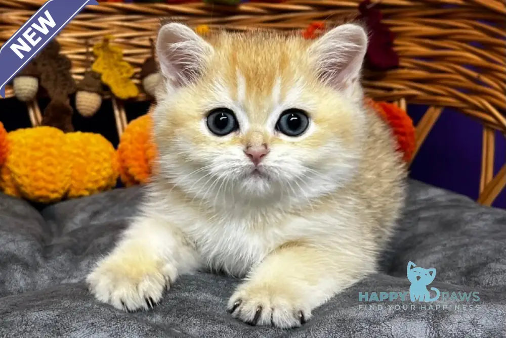 Demi Scottish Straight female black golden chinchilla live animals