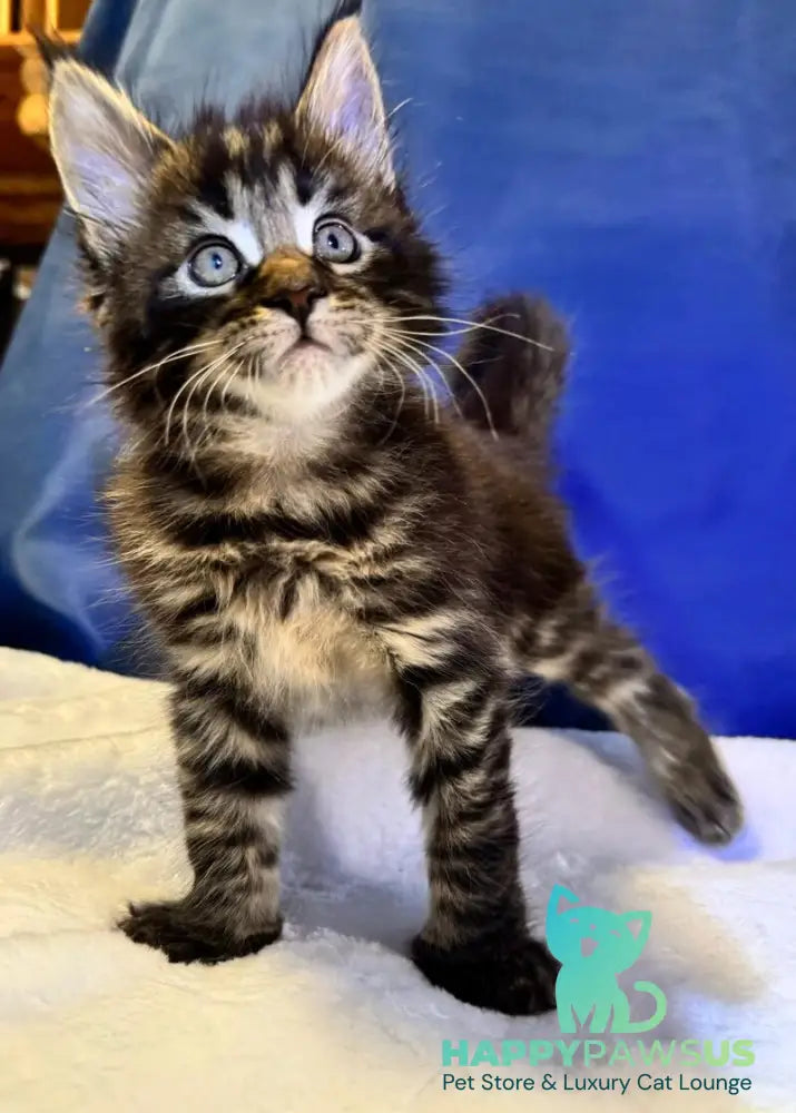 Demir Maine Coon male black tabby - live animals