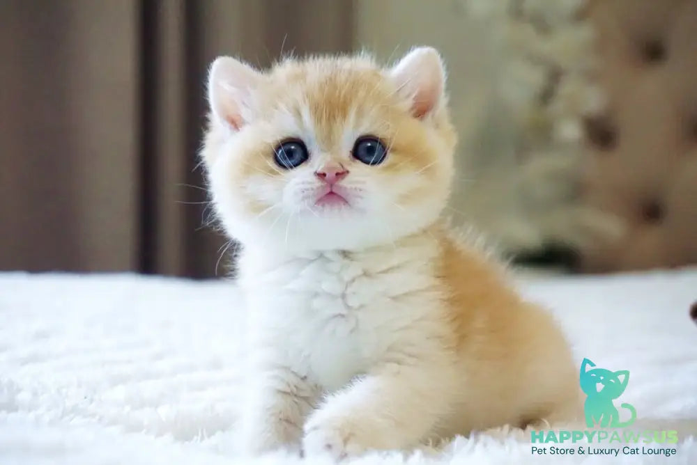 Den British Shorthair male black golden chinchilla - live animals