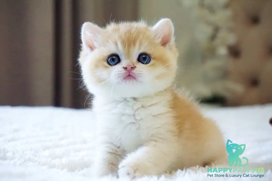 Den British Shorthair male black golden chinchilla - live animals