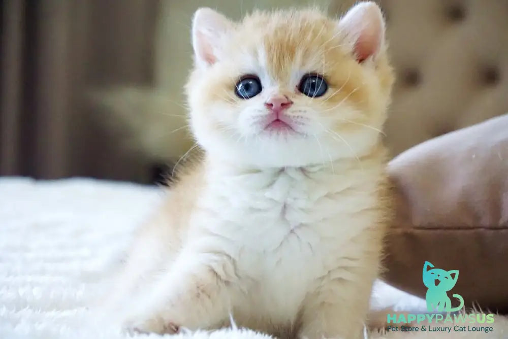 Den British Shorthair male black golden chinchilla - live animals