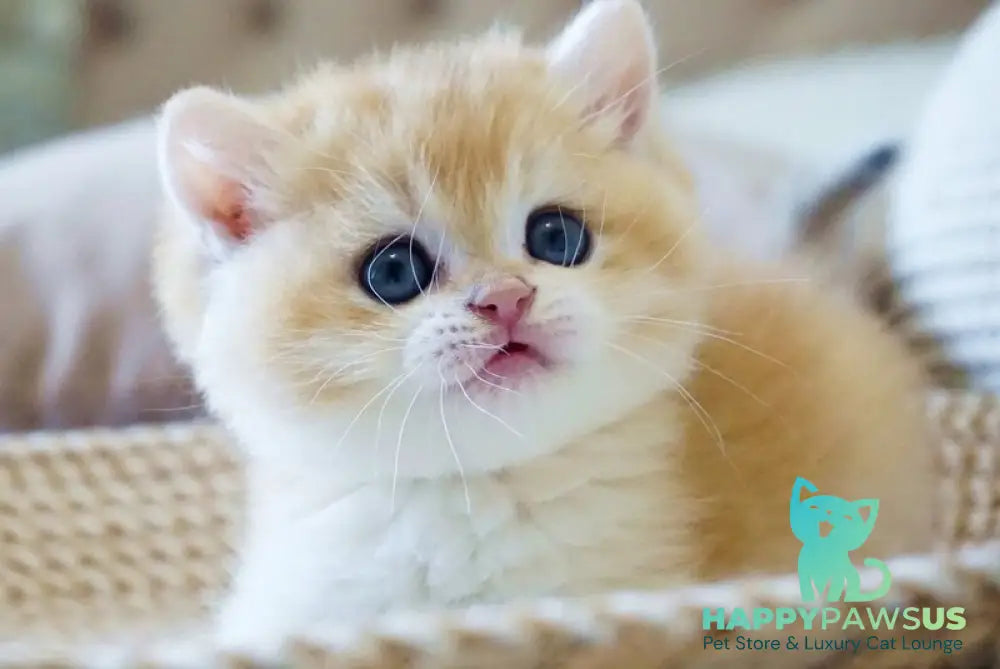 Den British Shorthair male black golden chinchilla - live animals
