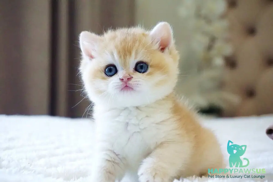 Den British Shorthair male black golden chinchilla - live animals