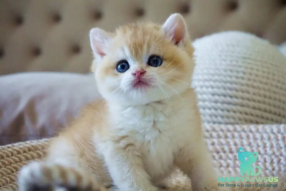 Den British Shorthair male black golden chinchilla - live animals