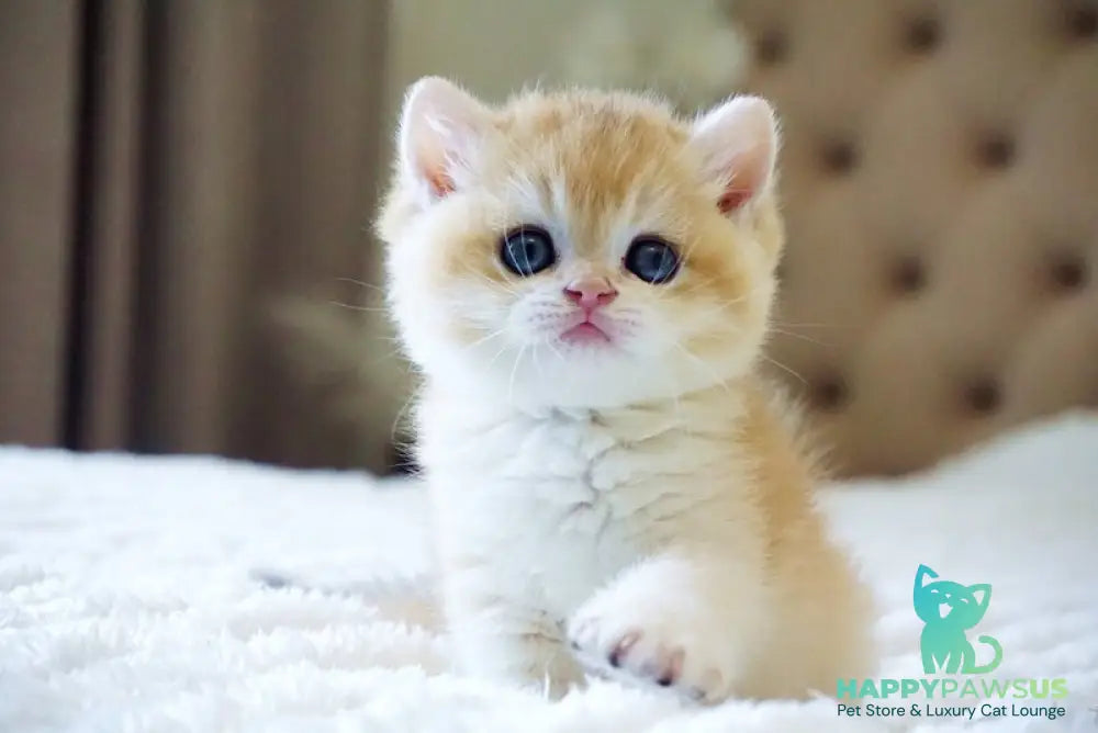 Den British Shorthair male black golden chinchilla - live animals