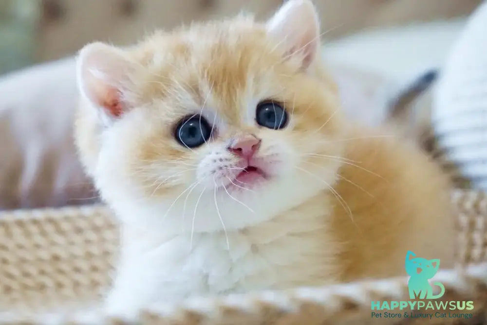 Den British Shorthair male black golden chinchilla - live animals