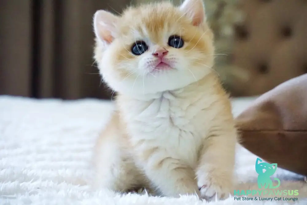 Den British Shorthair male black golden chinchilla - live animals
