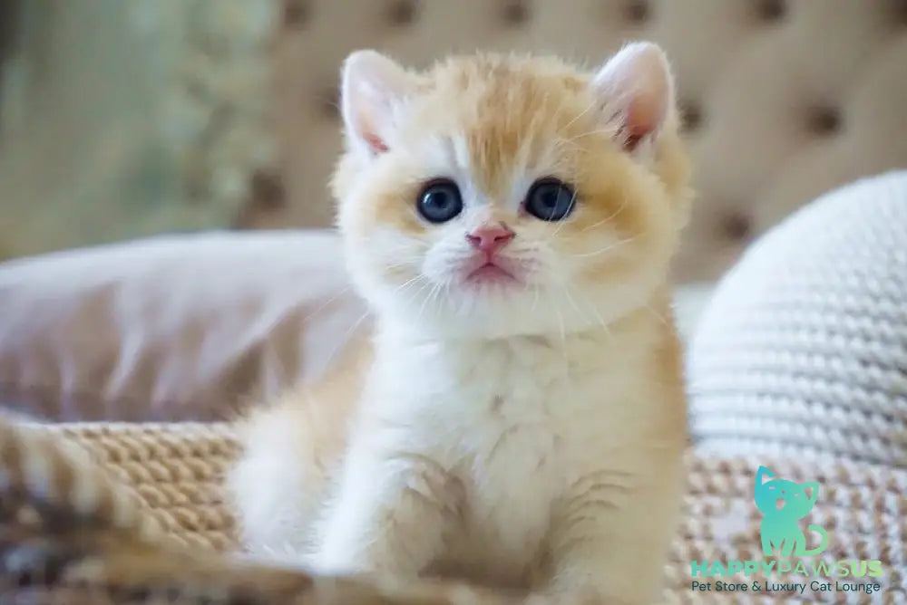Den British Shorthair male black golden chinchilla - live animals