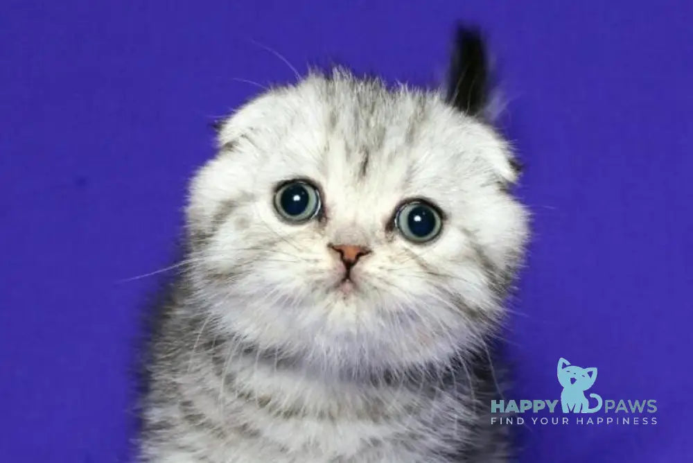 Den Scottish Fold male black silver spotted tabby live animals