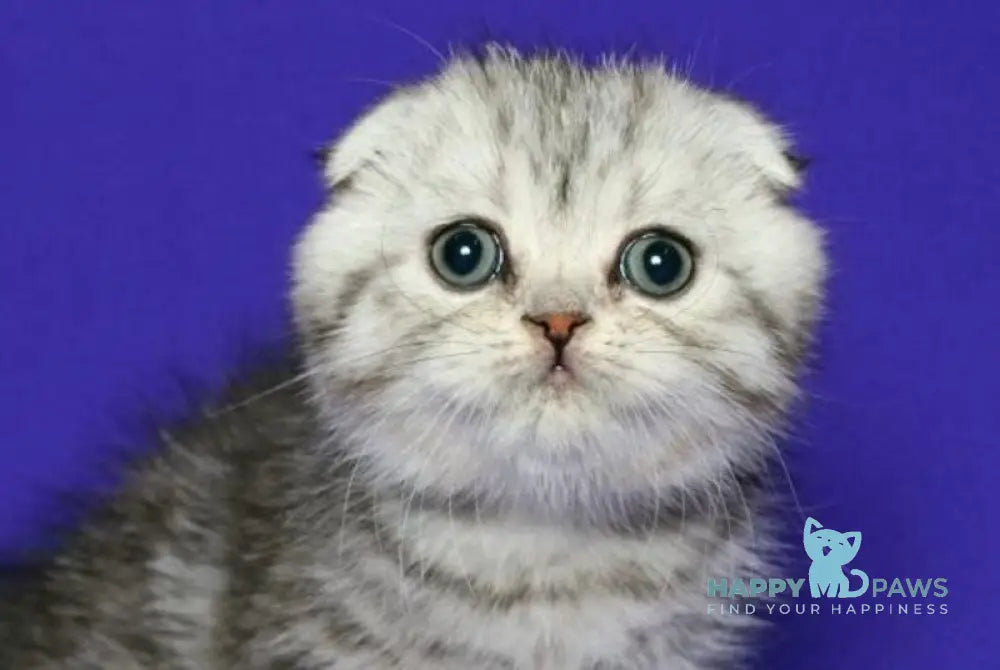 Den Scottish Fold male black silver spotted tabby live animals