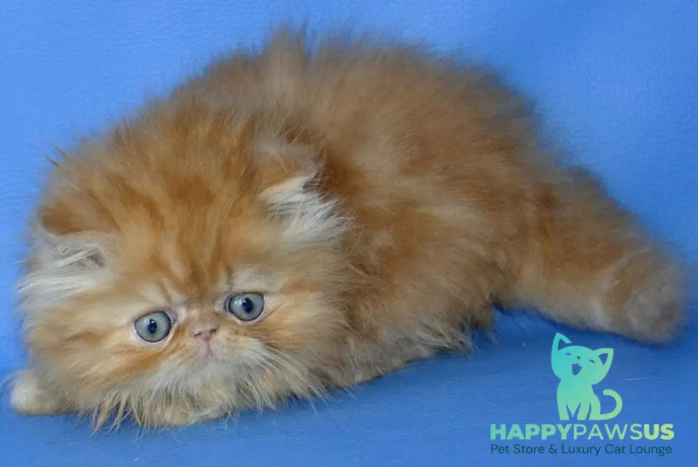 Dendi Persian male red tabby - live animals
