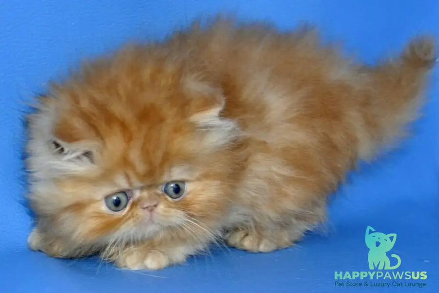 Dendi Persian male red tabby - live animals