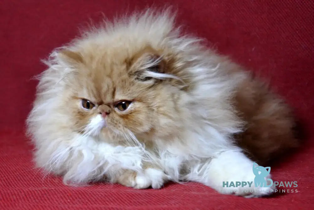 Dendi Persian male red tabby with white live animals