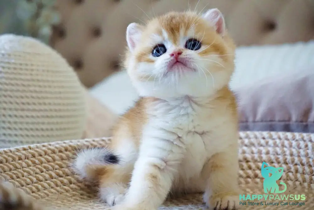 Deni British Shorthair male black golden chinchilla - live animals