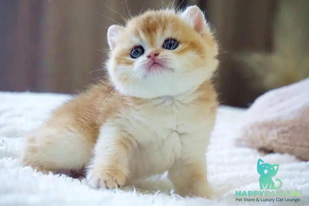 Deni British Shorthair male black golden chinchilla - live animals