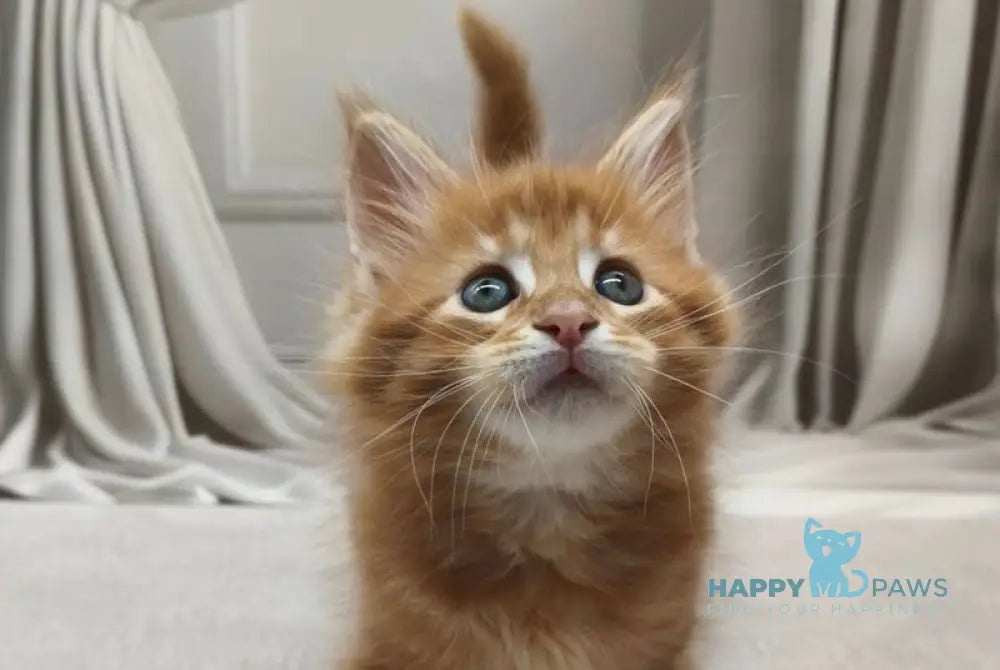 Deni Maine Coon male red tabby live animals