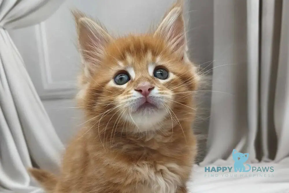 Deni Maine Coon male red tabby live animals