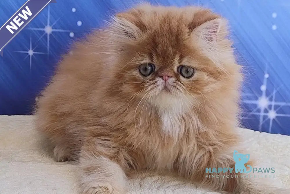 Deni Persian male red tabby live animals