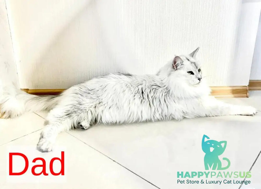 Denis Adamaris Maine Coon male black tabby live animals