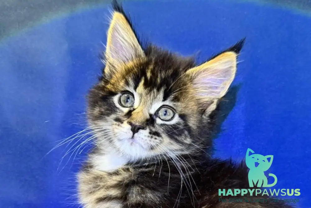 Denis Adamaris Maine Coon male black tabby live animals